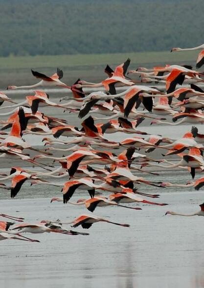 Flamencos comunes en la orilla de la laguna salada, Málaga