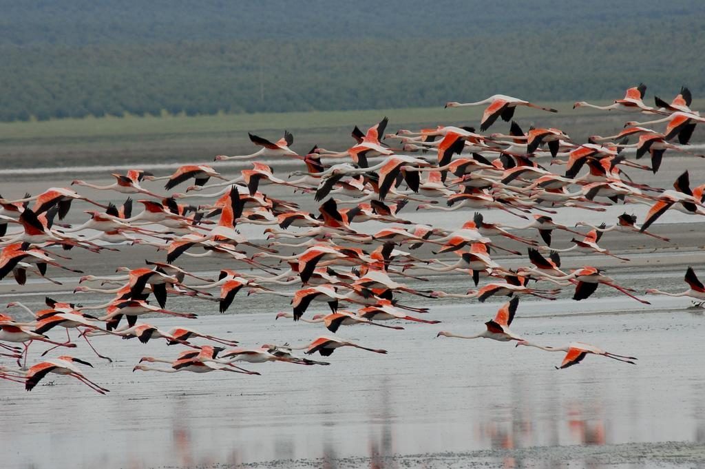 Bandada de flamencos en la Laguna de Fuente de Piedra, Málaga