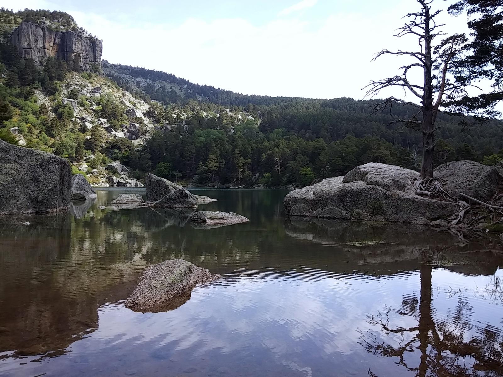 Orilla de la laguna con árbol seco, ambiente sereno