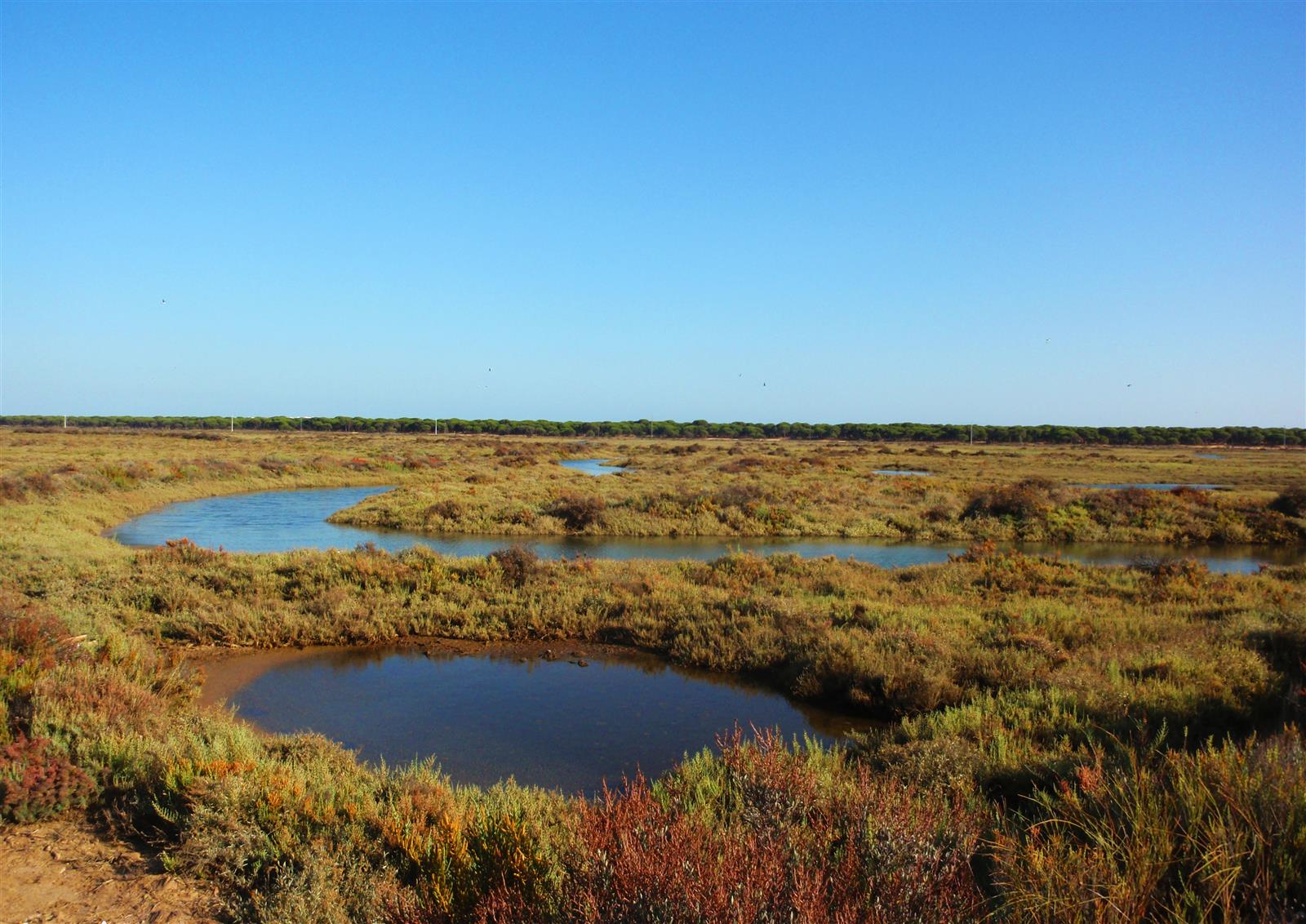 Marismas del Odiel con vegetación halófila y canales de marea, Huelva
