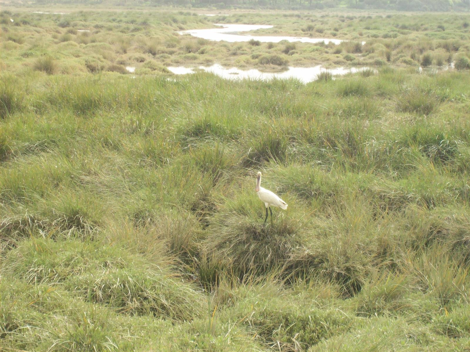 Espátula común (Platalea leucorodia) en las Marismas del Odiel, ave emblemática del Paraje Natural, Huelva