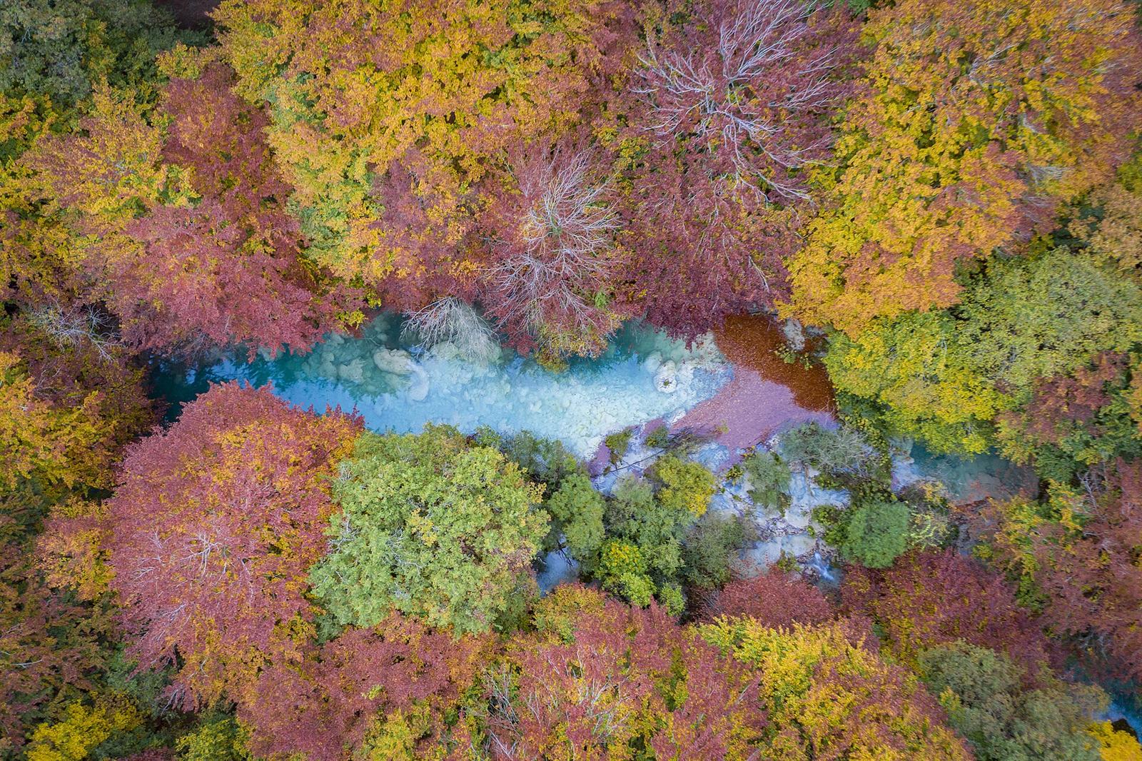 Vista aérea del río serpenteando entre el bosque de hayas en otoño