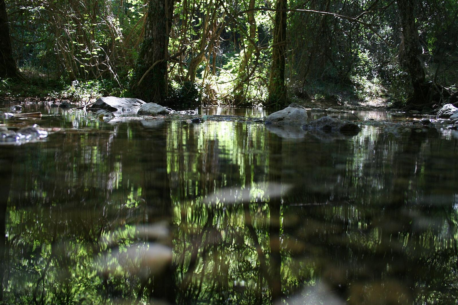 Poza tranquila del río Mundo entre el bosque