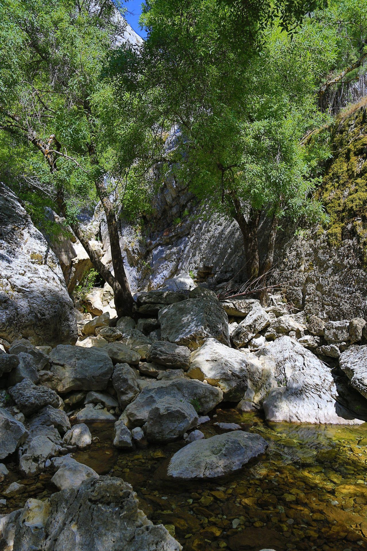 Entorno boscoso del nacimiento del Río Guadalquivir, Sierra de Cazorla, Jaén