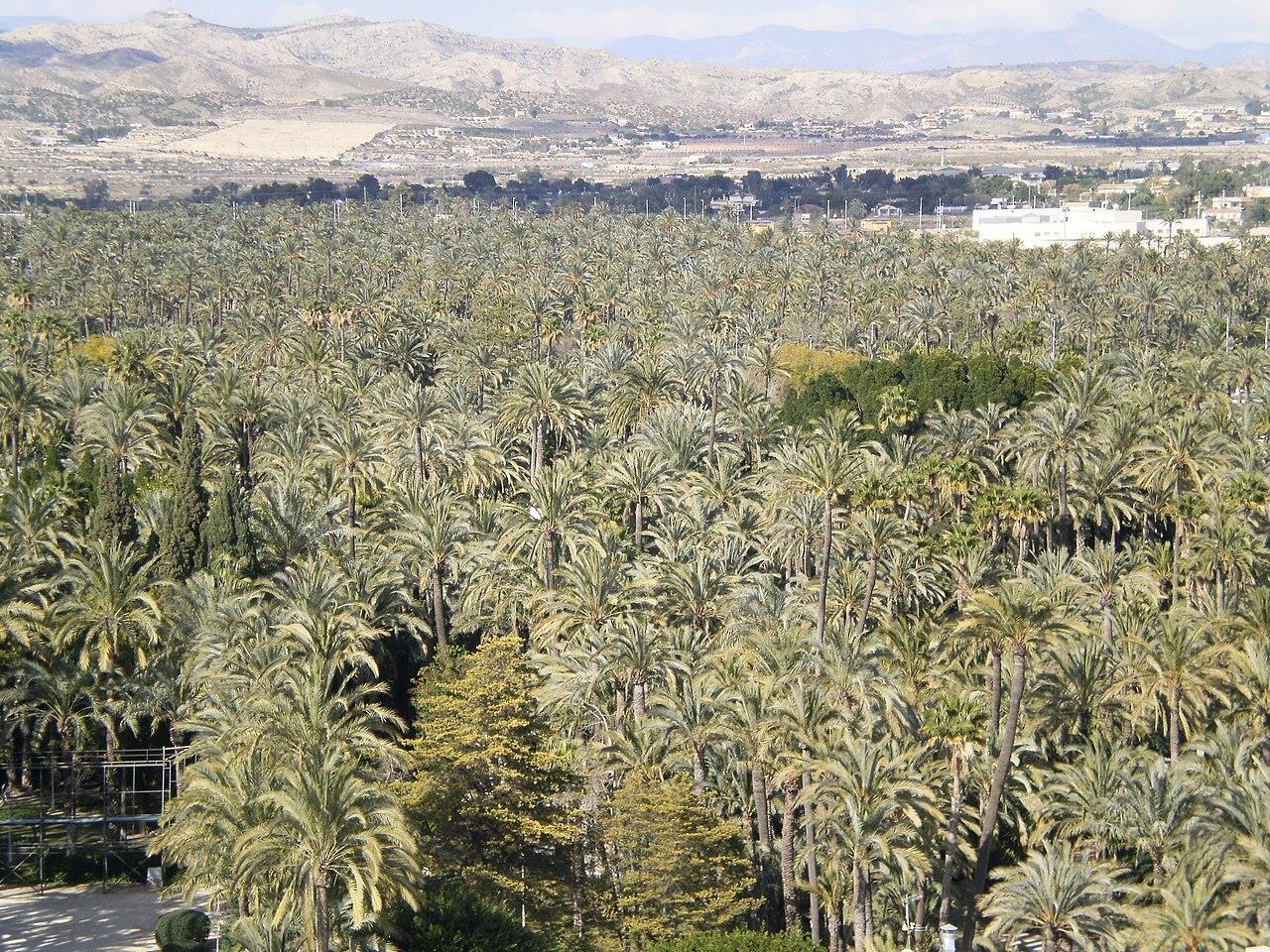 Vista panorámica del Palmeral de Elche desde la Basílica de Santa María, Alicante