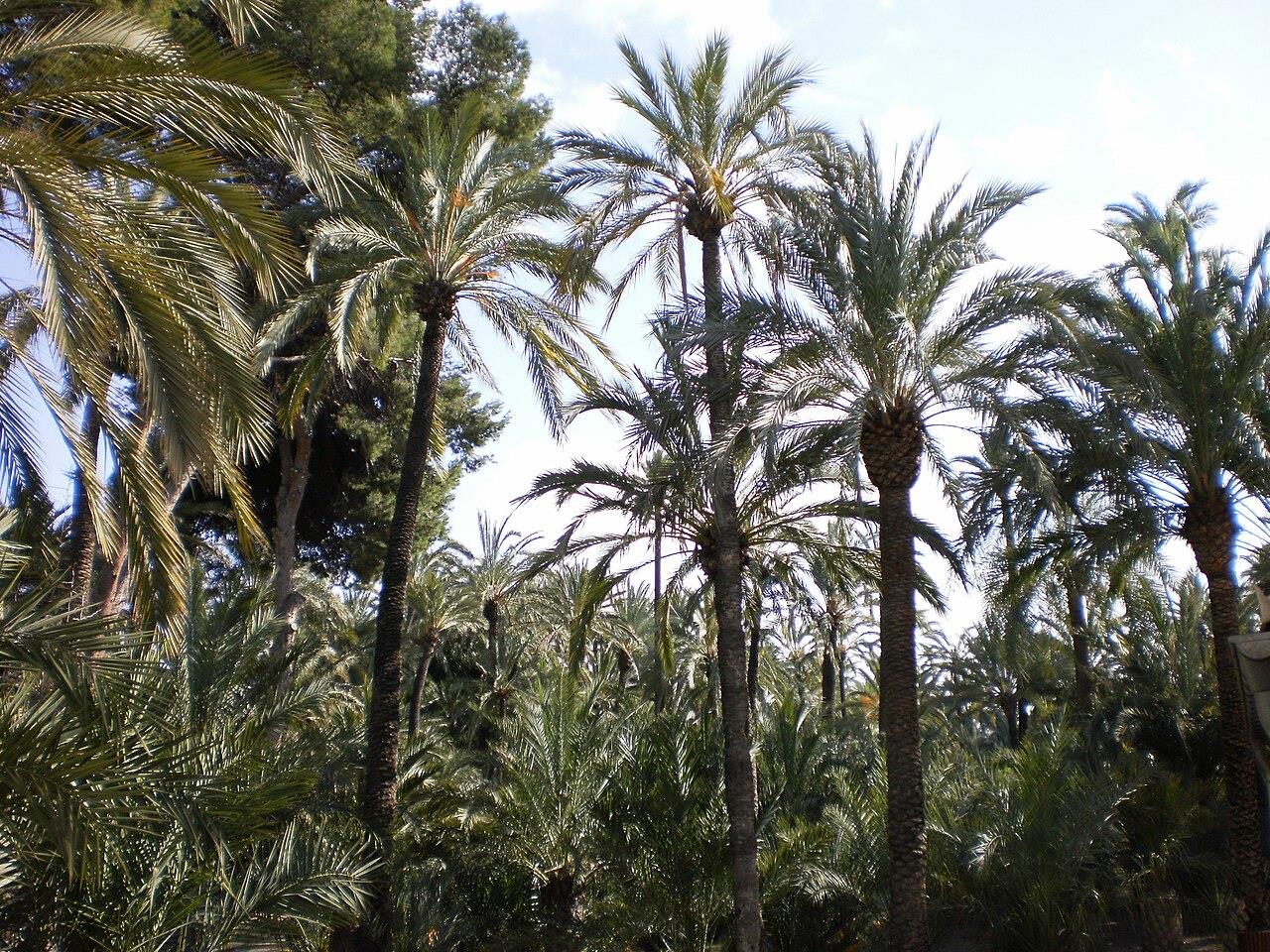 Interior del Palmeral de Elche, palmeras datileras en perspectiva