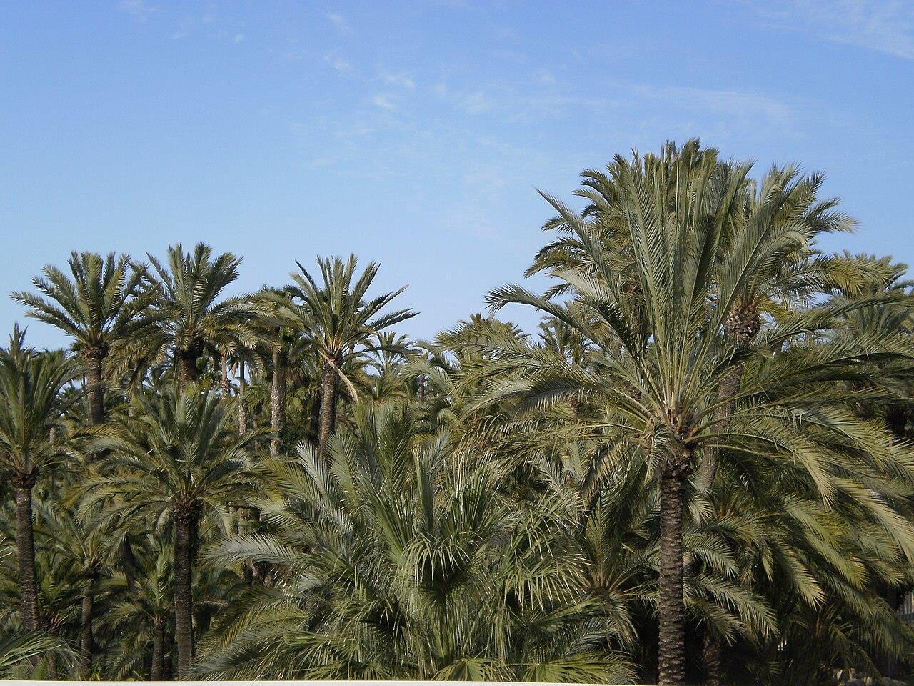 Palmeras datileras del Palmeral de Elche contra el cielo azul de verano