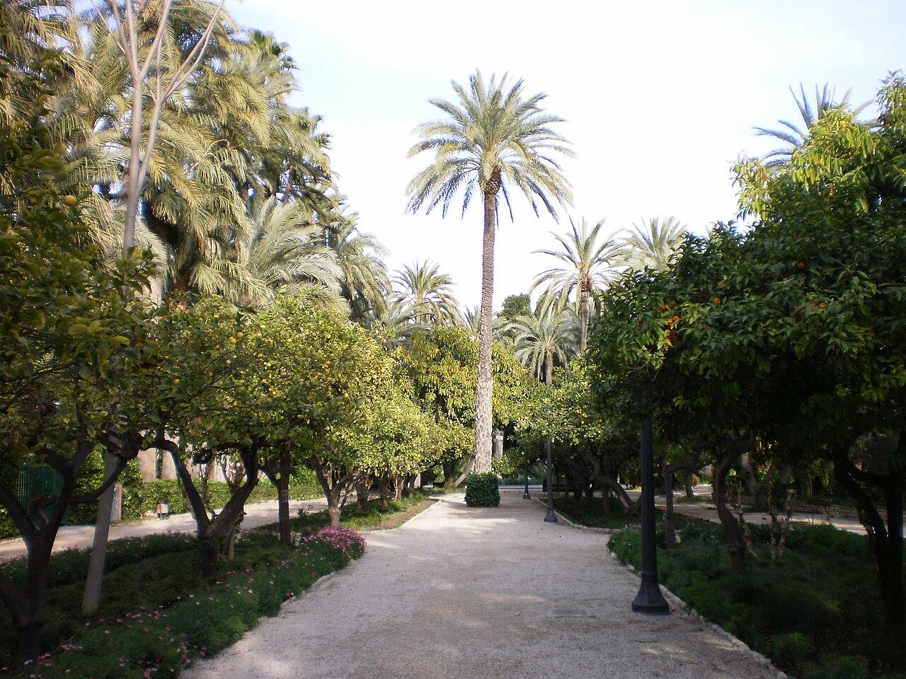 Sendero con palmeras y naranjos en el Palmeral de Elche, Alicante