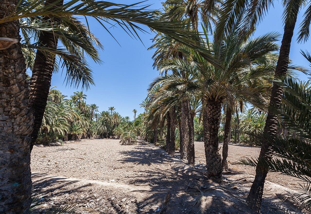Sendero entre palmeras datileras del Palmeral de Elche, Alicante