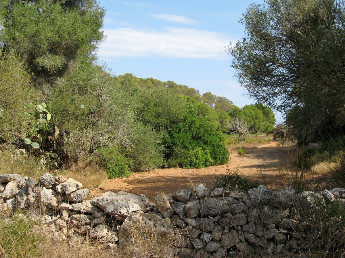 Paisaje interior del Parc Natural de Mondragó: pinar mediterráneo con matorral y sendero entre las calas de Santanyí