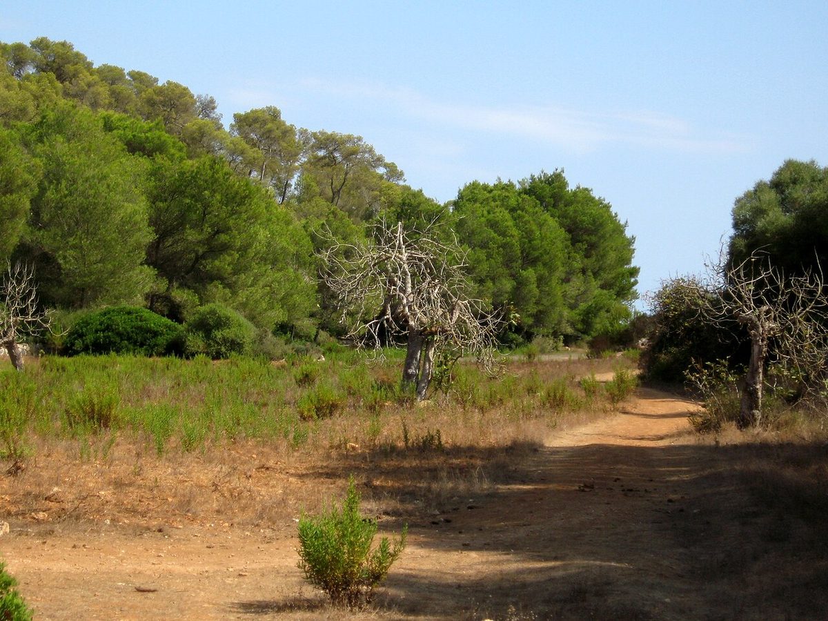Zona de pinar y matorral mediterráneo en el Parc Natural de Mondragó, Mallorca, con vegetación costera autóctona
