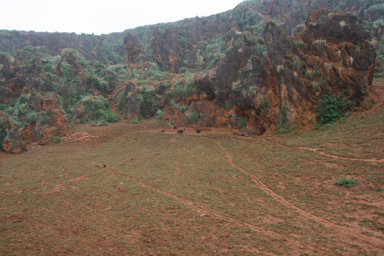 Osos pardos en el recinto del Parque de la Naturaleza de Cabárceno, Cantabria
