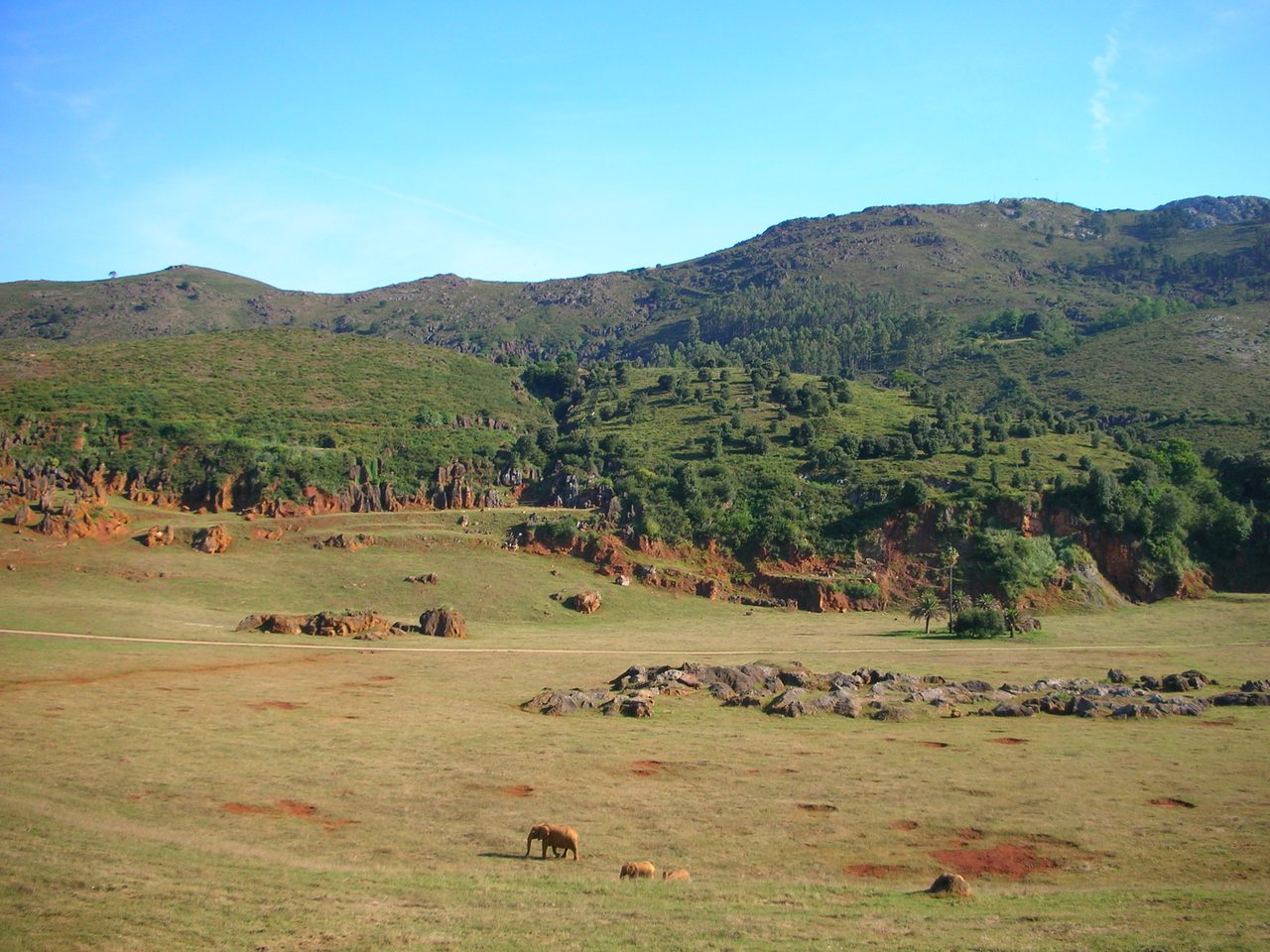 Elefantes africanos en el recinto del Parque de la Naturaleza de Cabárceno, Cantabria