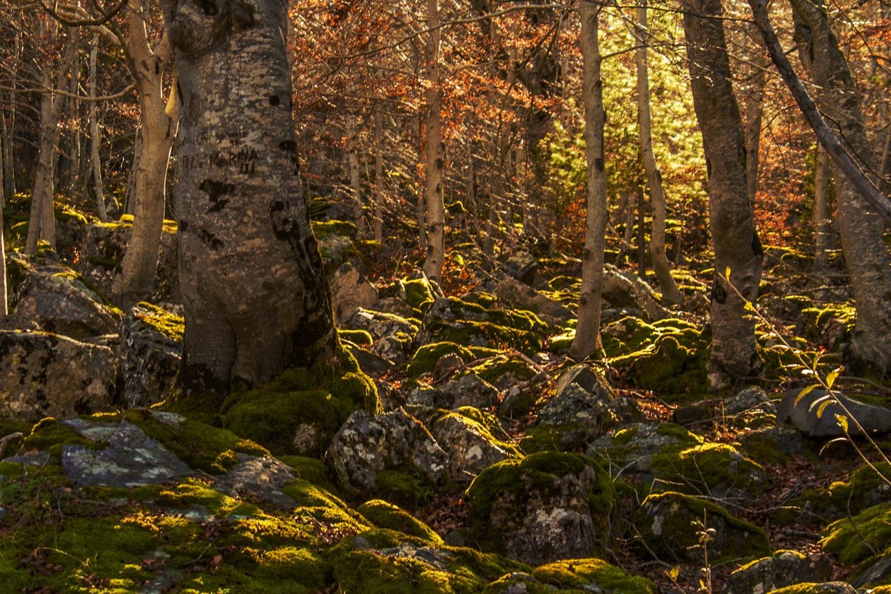 Hayedo del Moncayo en otoño, con hayas de color dorado y naranja, Parque Natural del Moncayo, Zaragoza, Aragón