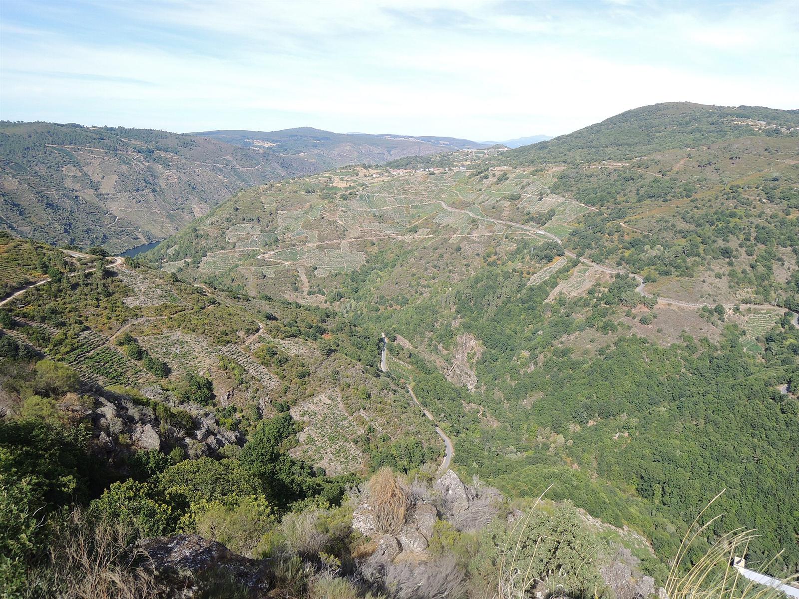 Vista amplia del cañón del río Mao entre viñedos, con el Sil al fondo
