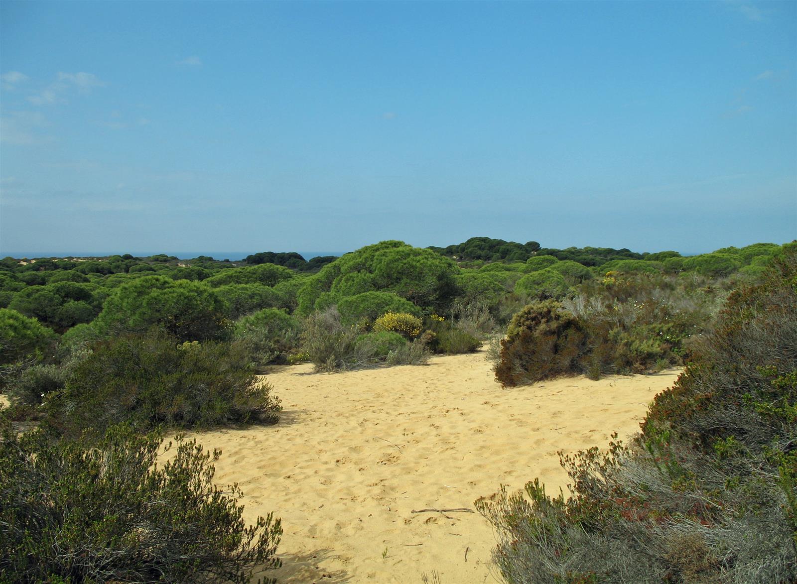 Dunas y vegetación endémica del sendero de Cuesta de Maneli, Parque Nacional de Doñana