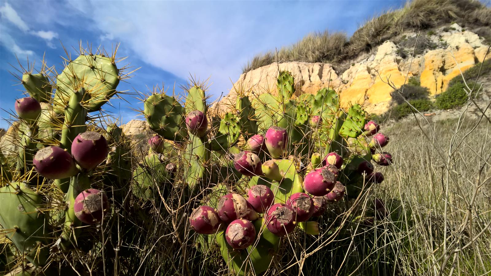 Vegetación al pie del Acantilado del Asperillo, Monumento Natural en el Parque Natural de Doñana, Huelva
