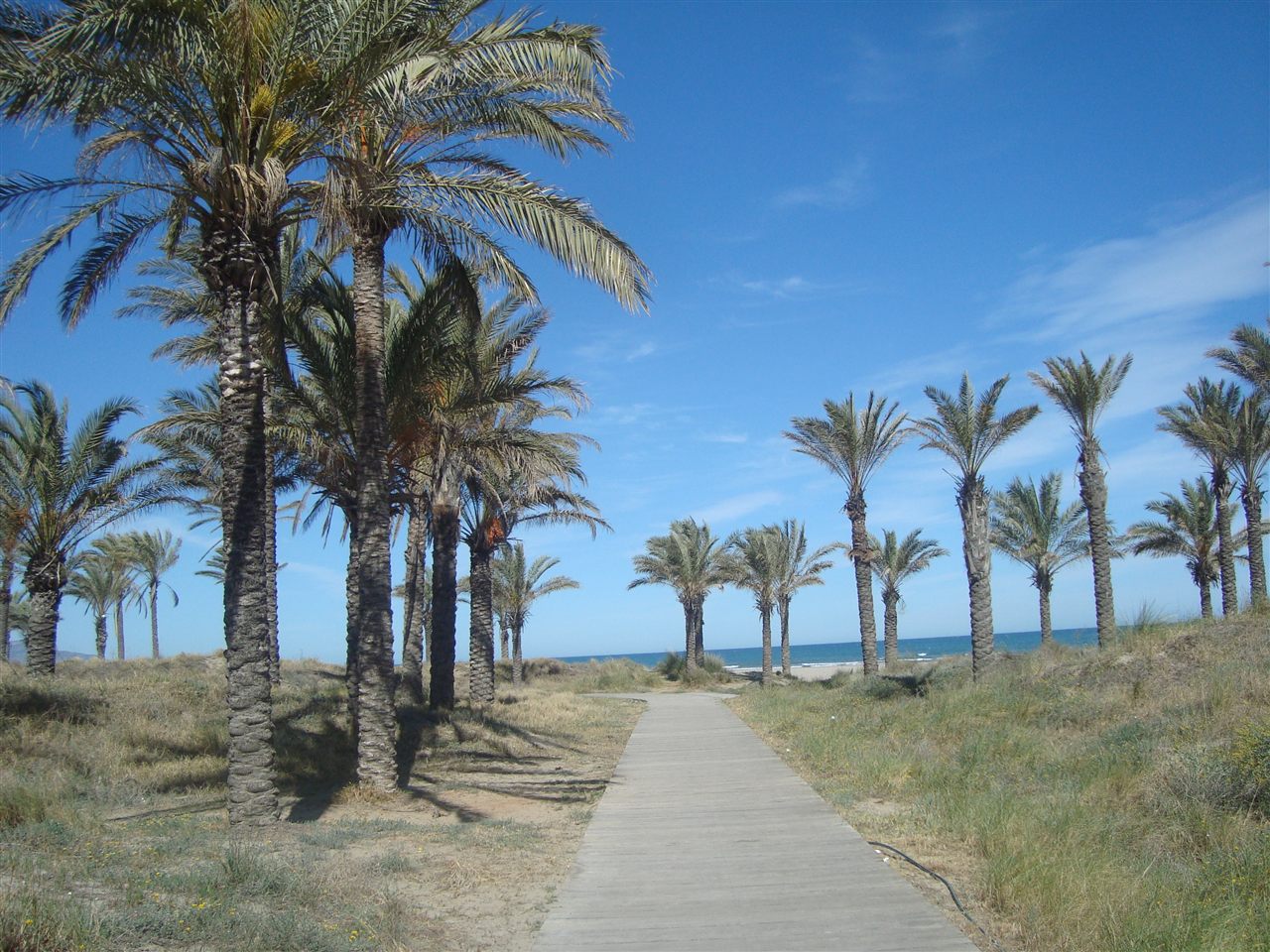 Vista del palmeral y la playa del Palmeral en Castellón
