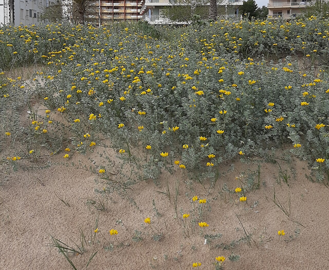 Dunas de La Safor junto a la playa norte de Gandia, Valencia