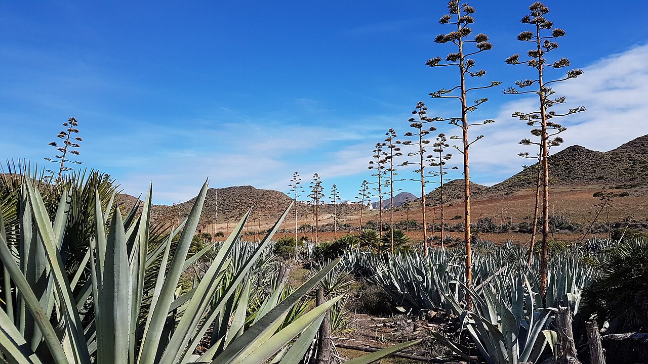 Playa de los Genoveses en el Parque Natural Cabo de Gata, sin construcciones