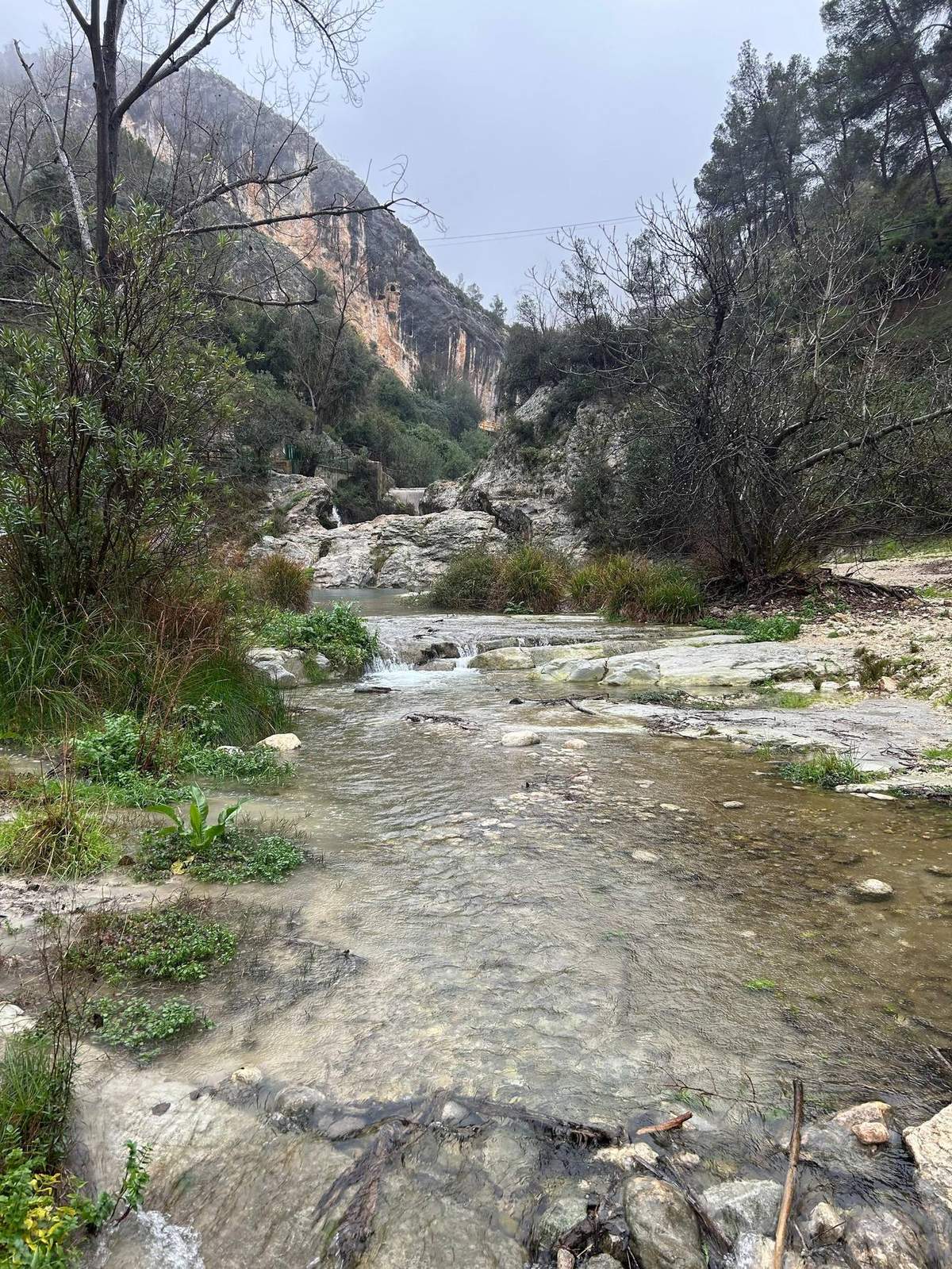 Roca caliza y vegetación en el Pou Clar