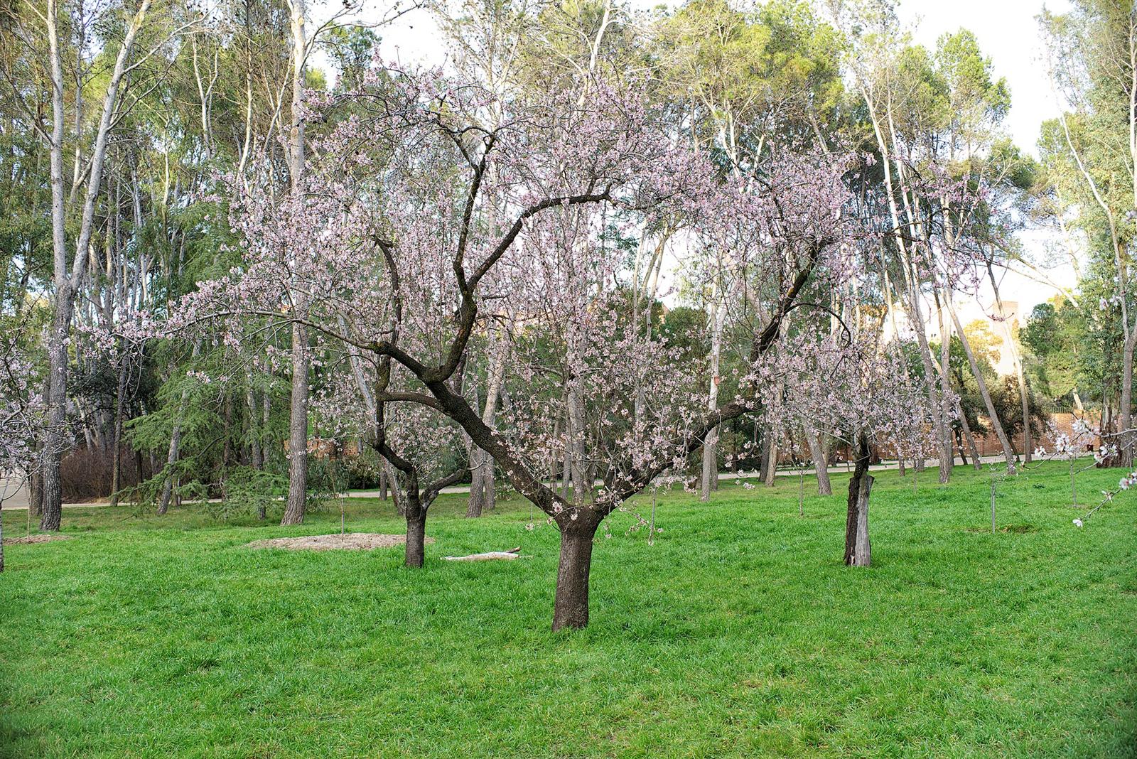 Otro rincón del huerto de almendros en plena floración