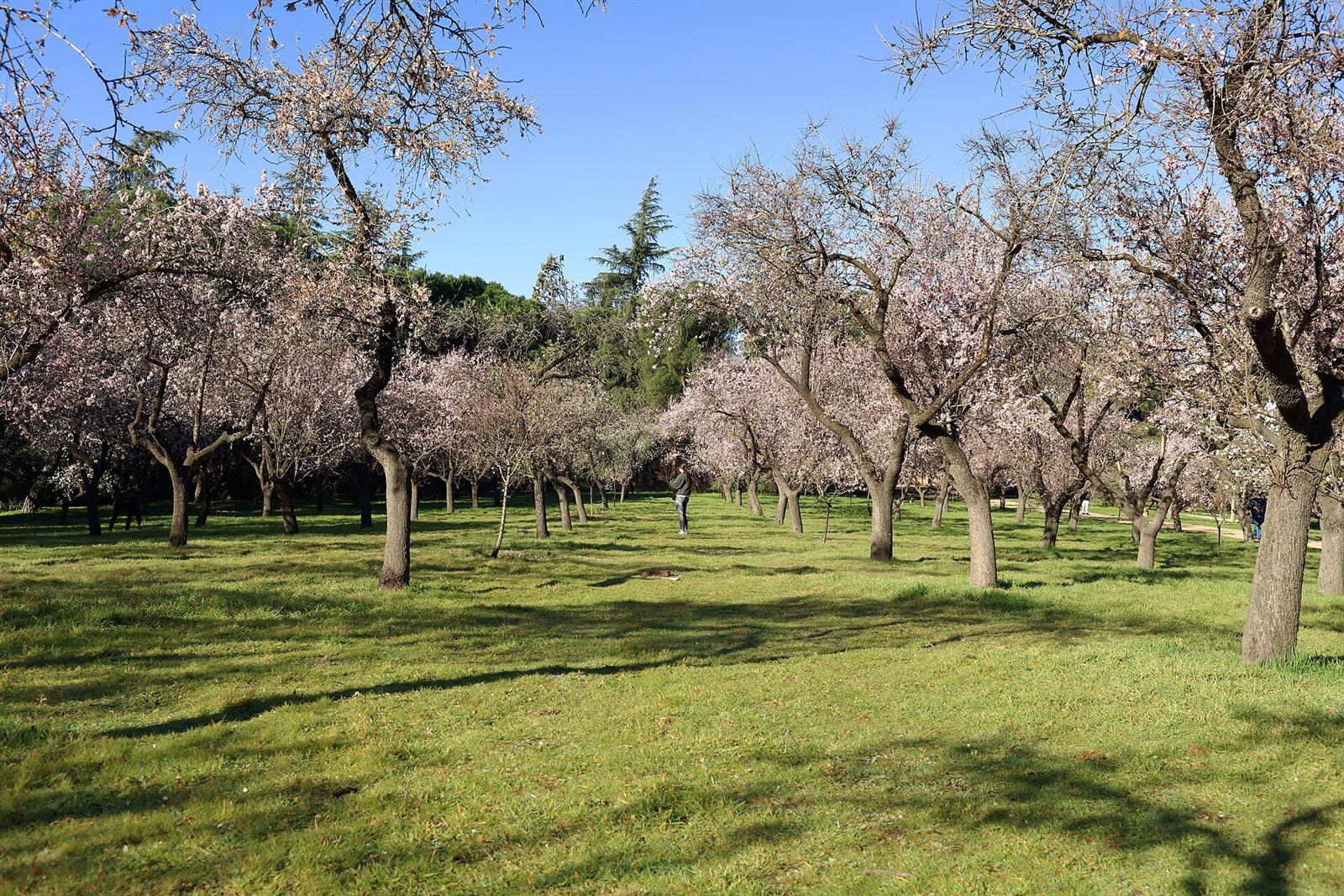 Almendros en flor entre los senderos de la Quinta de los Molinos