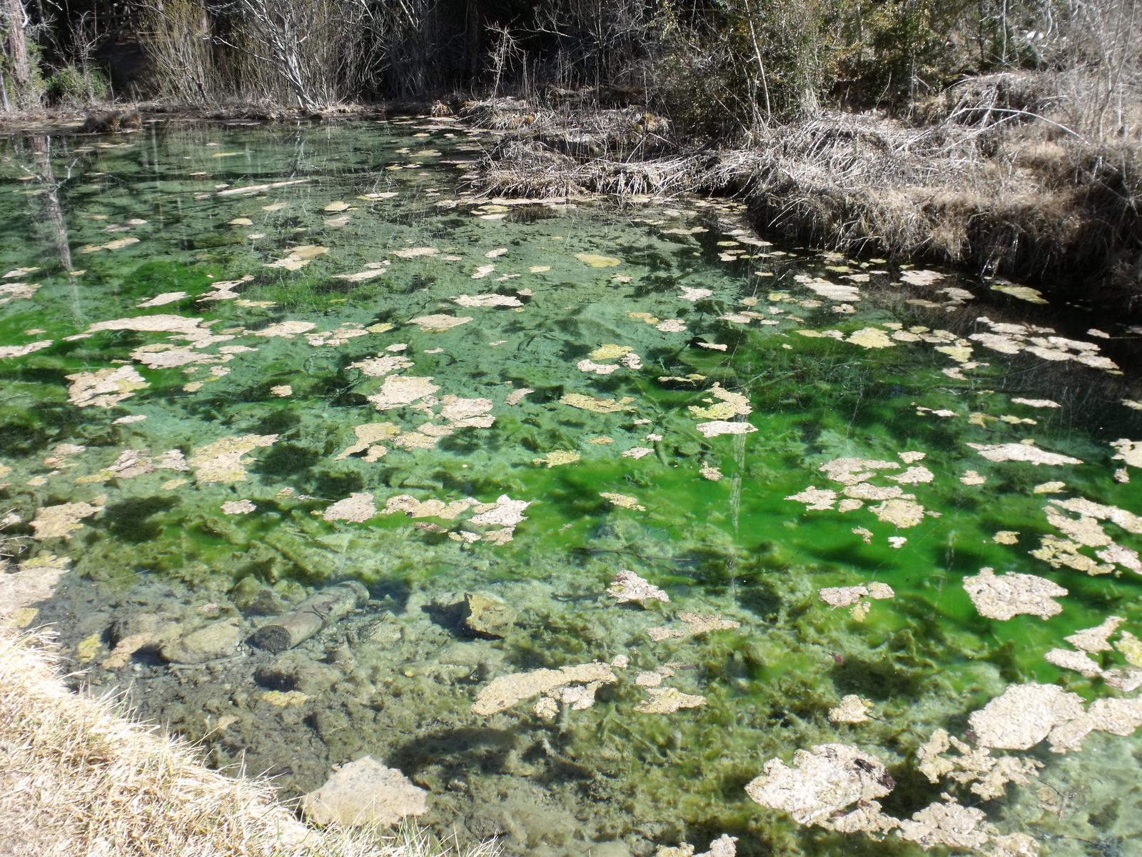 Laguna del nacimiento, aguas tranquilas