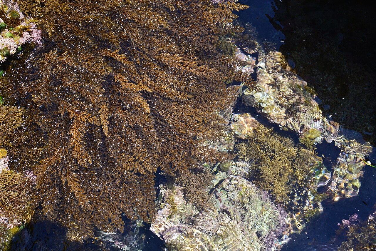 Algas en las aguas cristalinas de la Cala Llebeig, Benitatxell