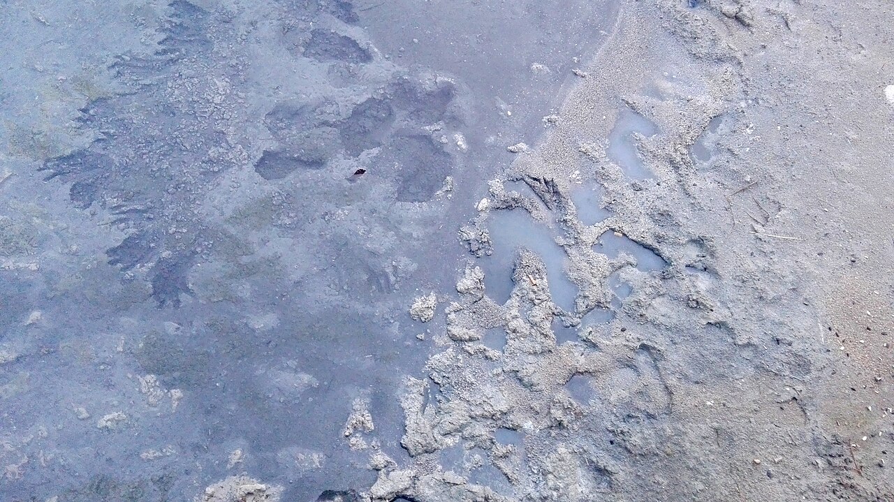 Baños de lodo en las salinas de San Pedro del Pinatar, Murcia