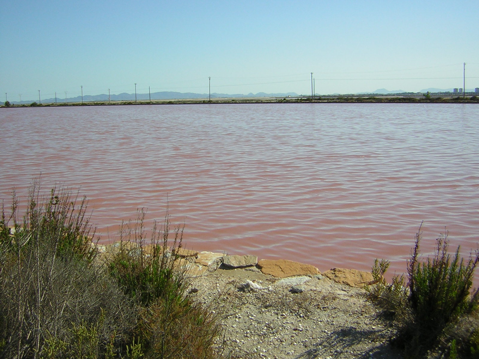 Balsa de agua rosada en las salinas de San Pedro del Pinatar, Murcia