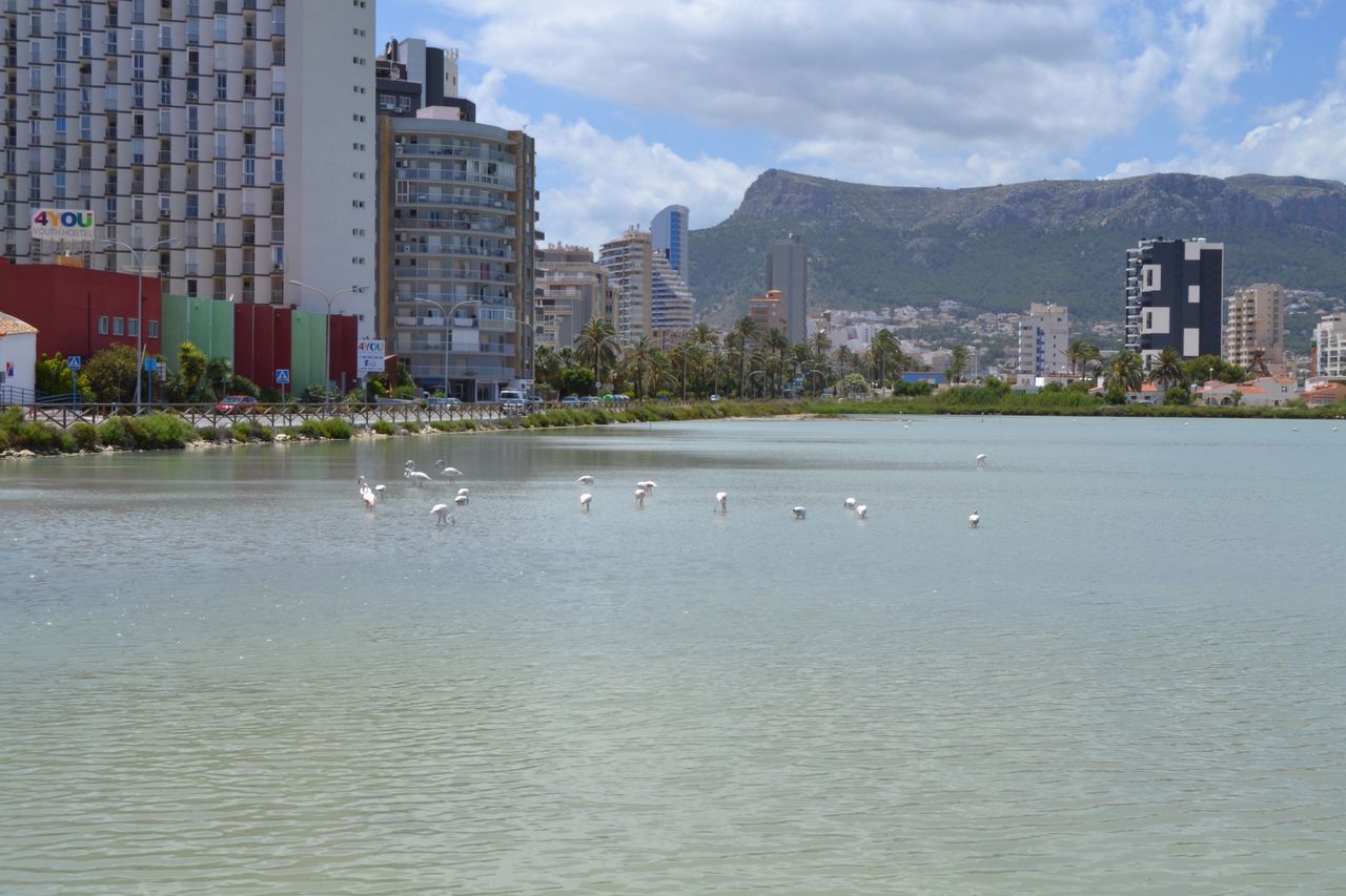 Flamencos rosados en las Salines de Calp