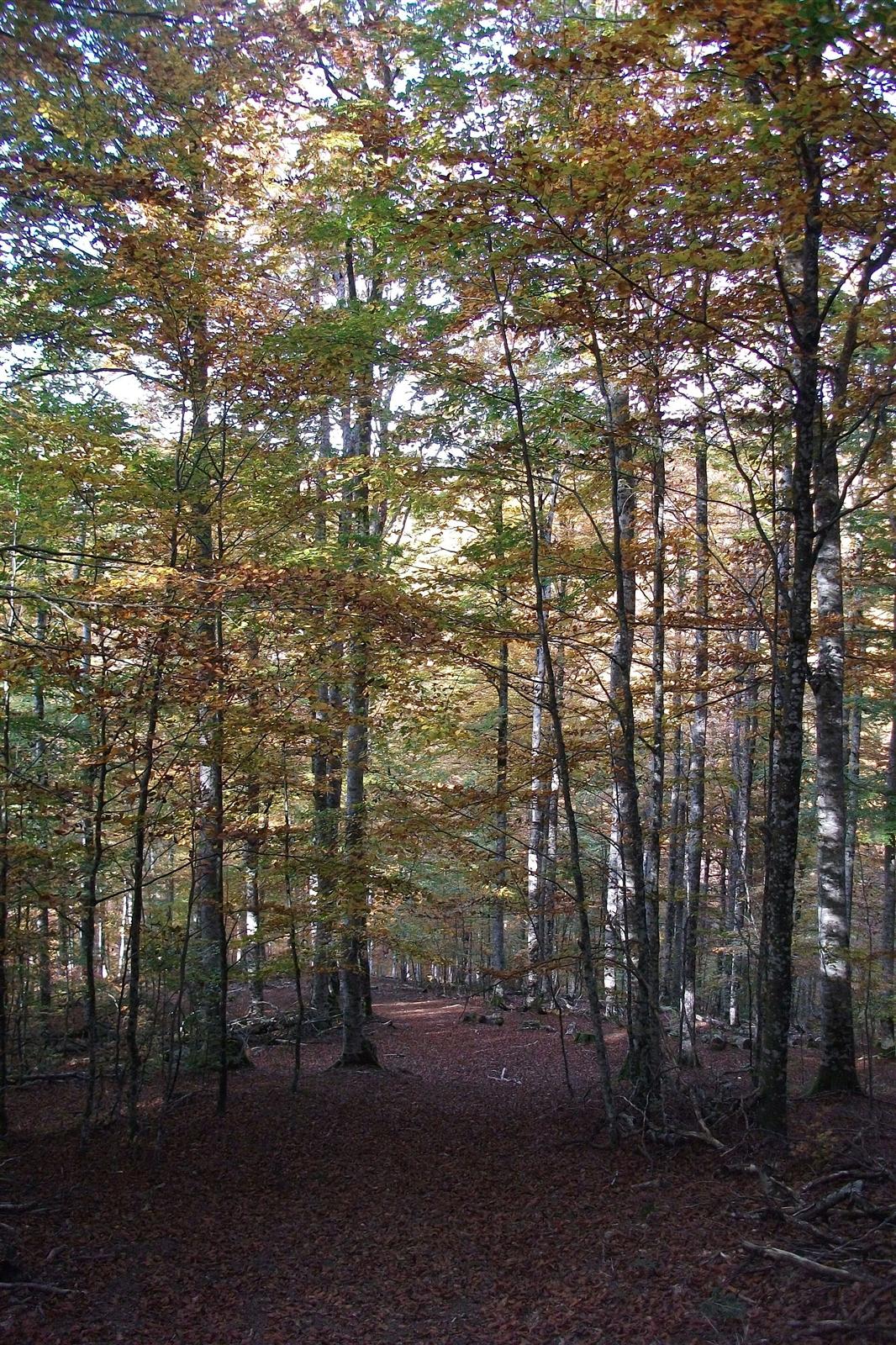 Hayedo de Irati en otoño, tramo del sendero Errekaidorra