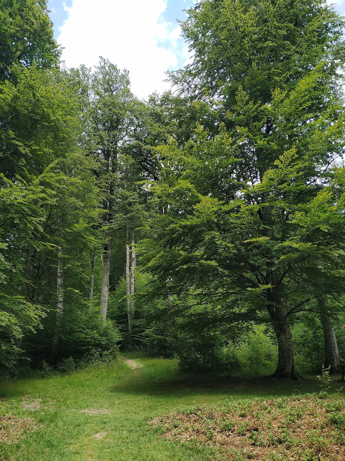 Paisaje de bosque en el sendero de Los Paraísos, Selva de Irati