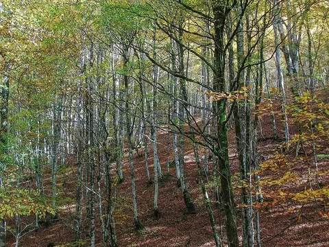 Selva de Irati, bosque de hayas y abetos en el Pirineo navarro