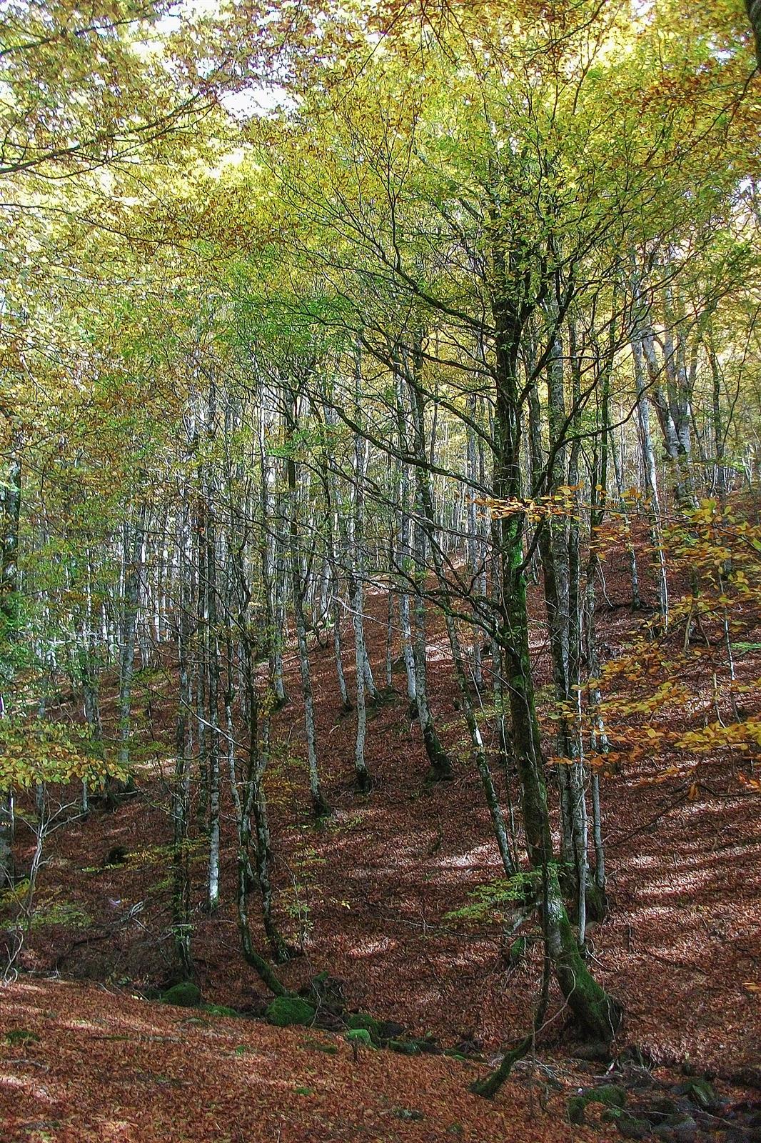 Hayedo de la Selva de Irati en otoño, con el camino entre los troncos y hojas caídas