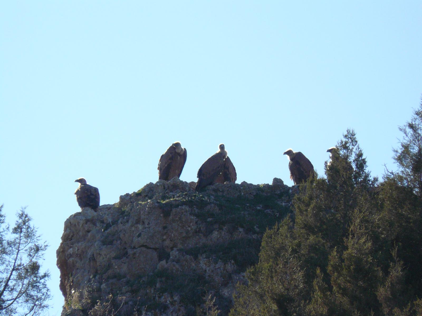 Colonia de buitres leonados en Montejo de la Vega de la Serrezuela