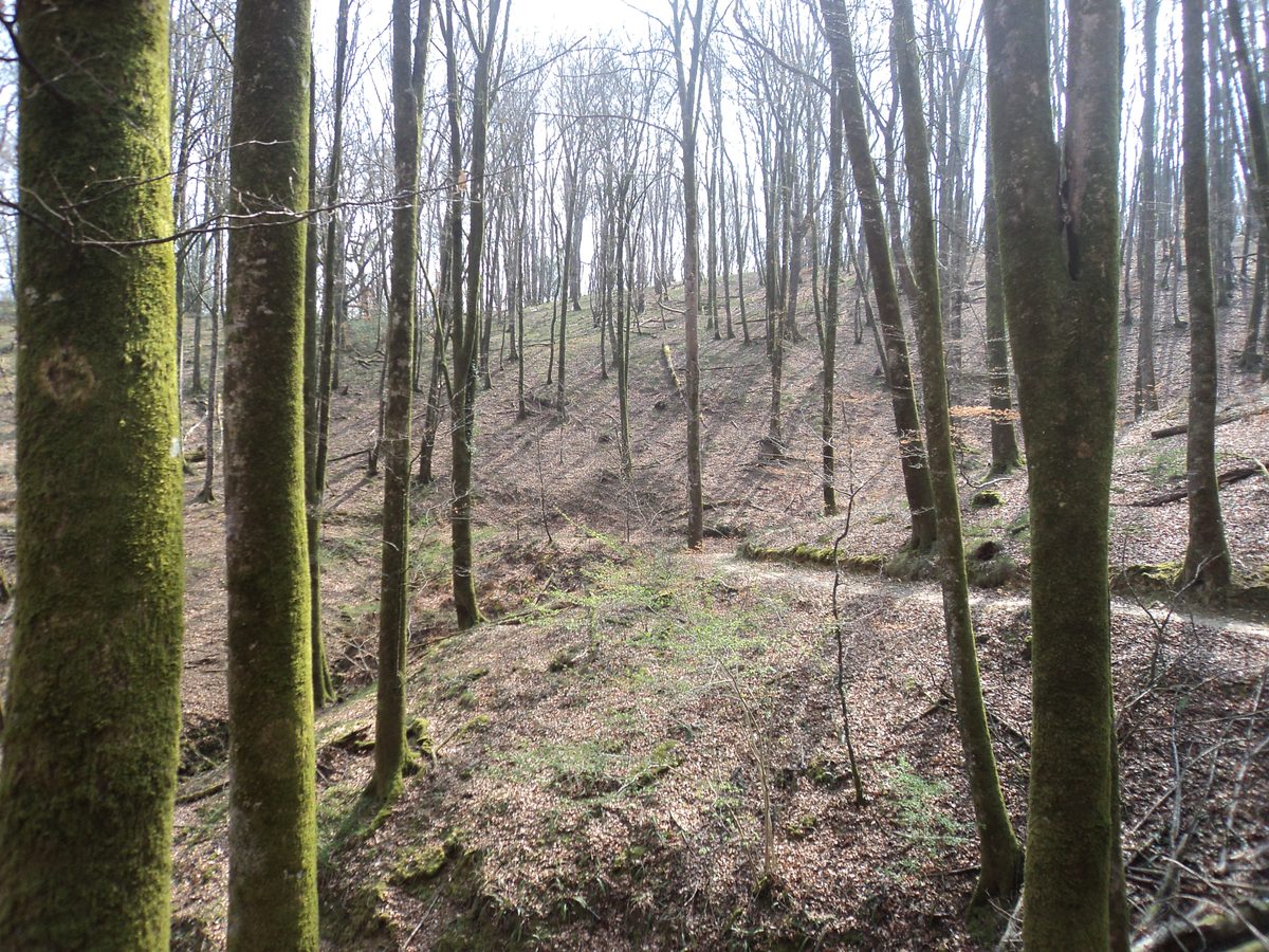 Interior del bosque atlántico autóctono del Señorío de Bértiz con robles y helechos