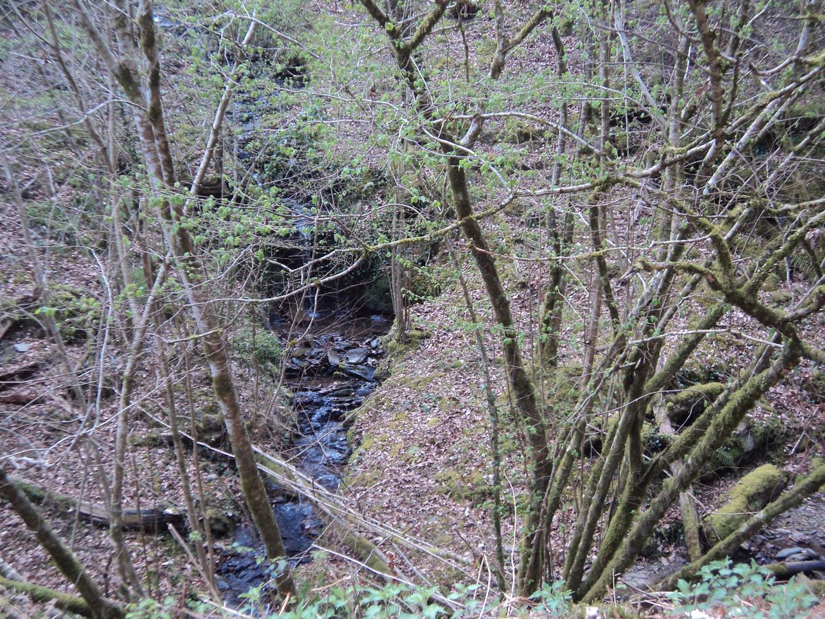 Paisaje del Señorío de Bértiz en otoño con dosel de árboles caducos en tonos dorados