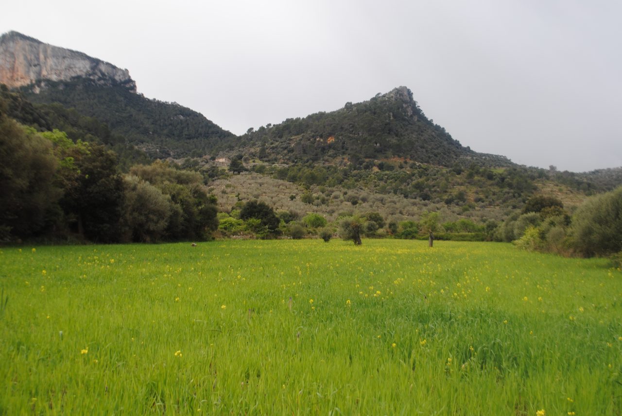 Oliclar con el Puig de Sant Miquel al fondo, bancales de olivares en el corazón de la Serra de Tramuntana, Mallorca