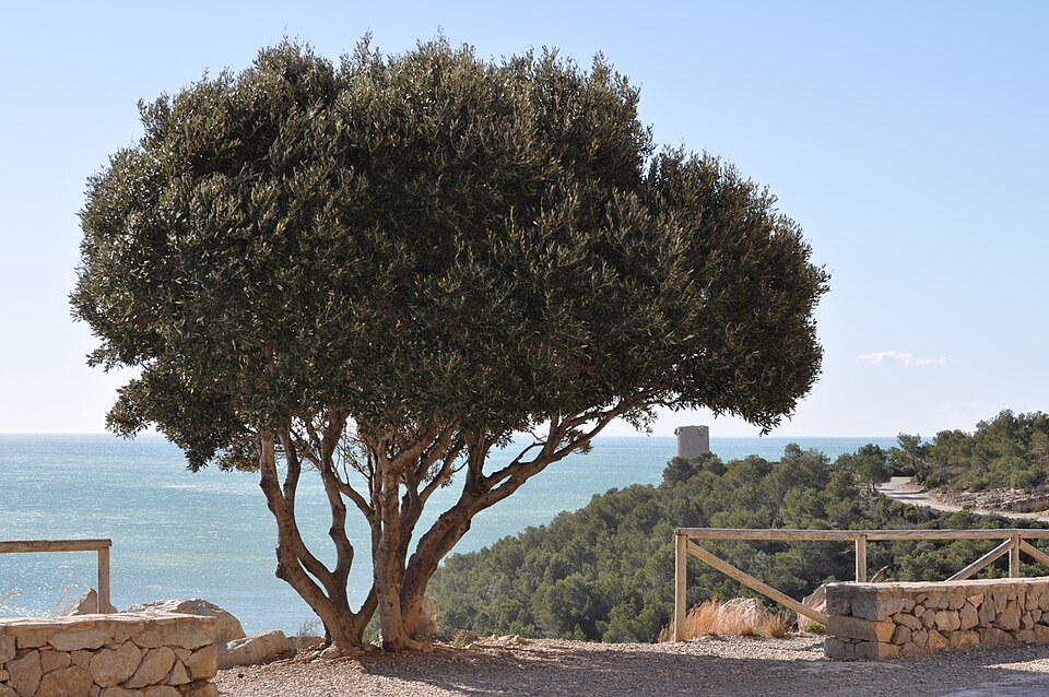 Torre Badum y costa del Parque Natural Serra d'Irta con el Mediterráneo al fondo