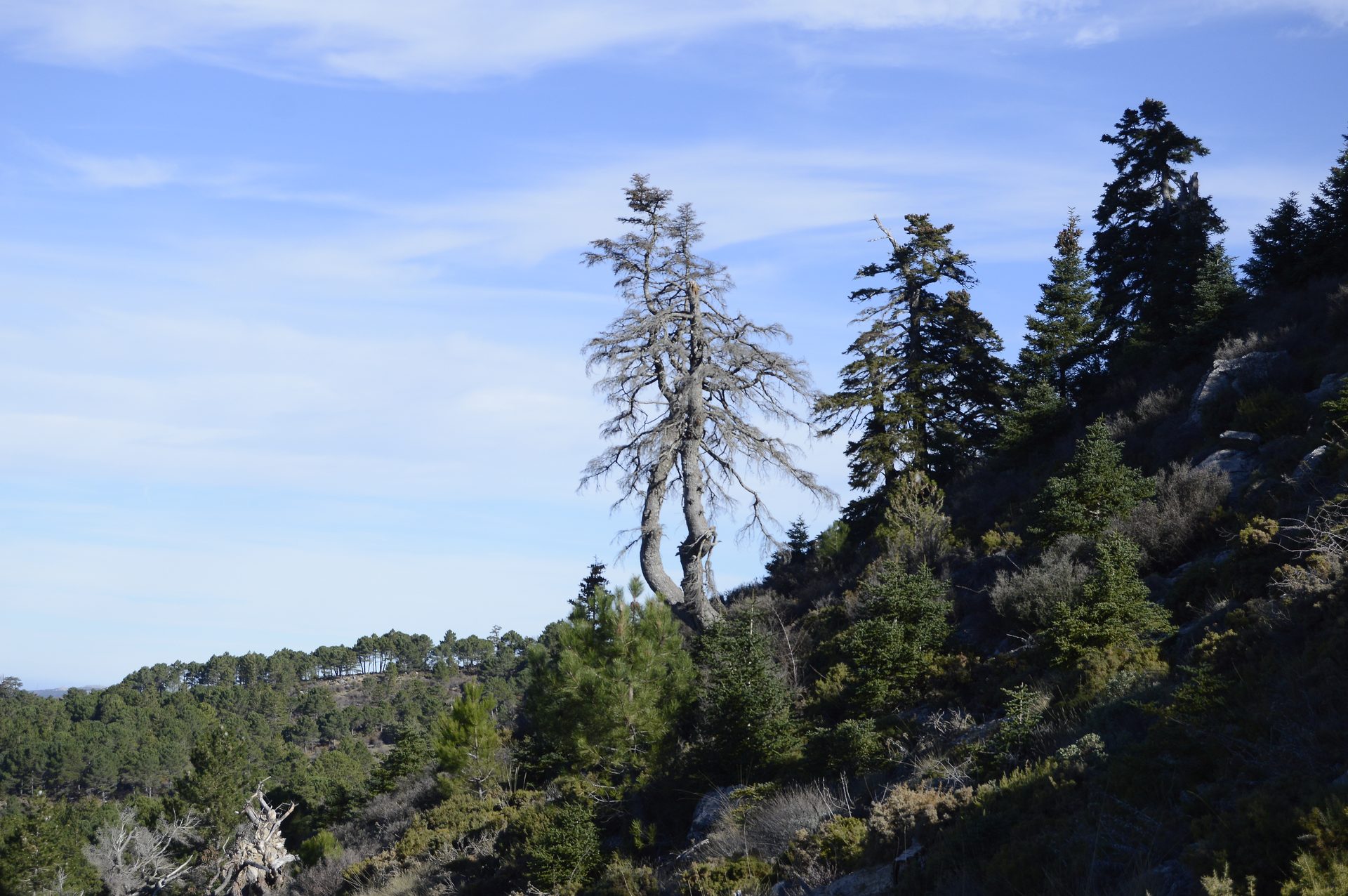 Abies pinsapo (pinsapo) en la Sierra de las Nieves, Yunquera, Málaga