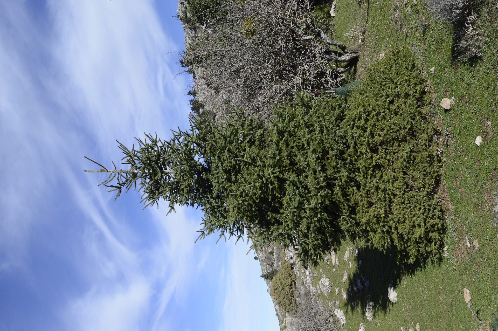 Pinsapo joven en la Sierra de las Nieves, Parque Nacional, Málaga