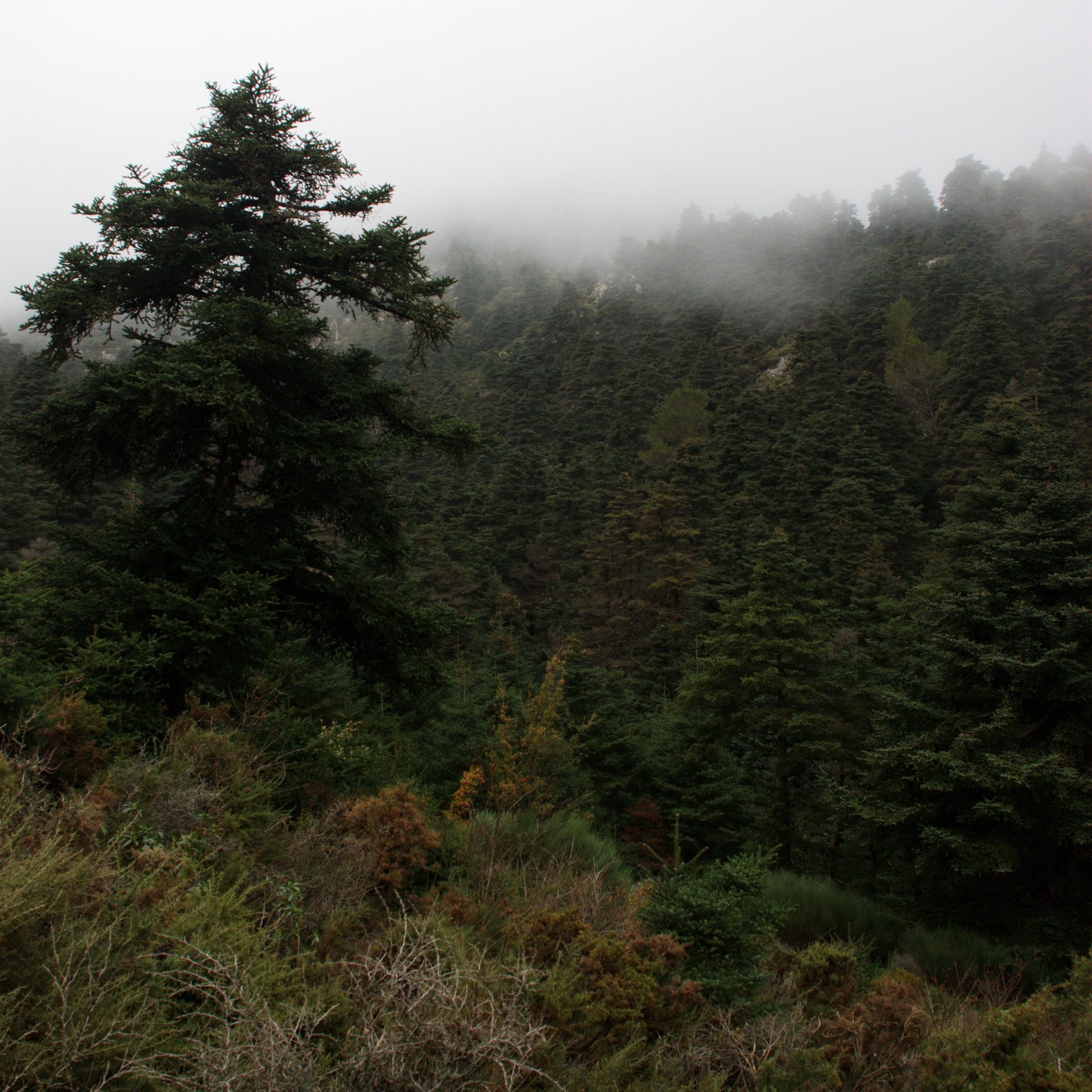 Bosque de pinsapos en la Sierra de las Nieves, Málaga
