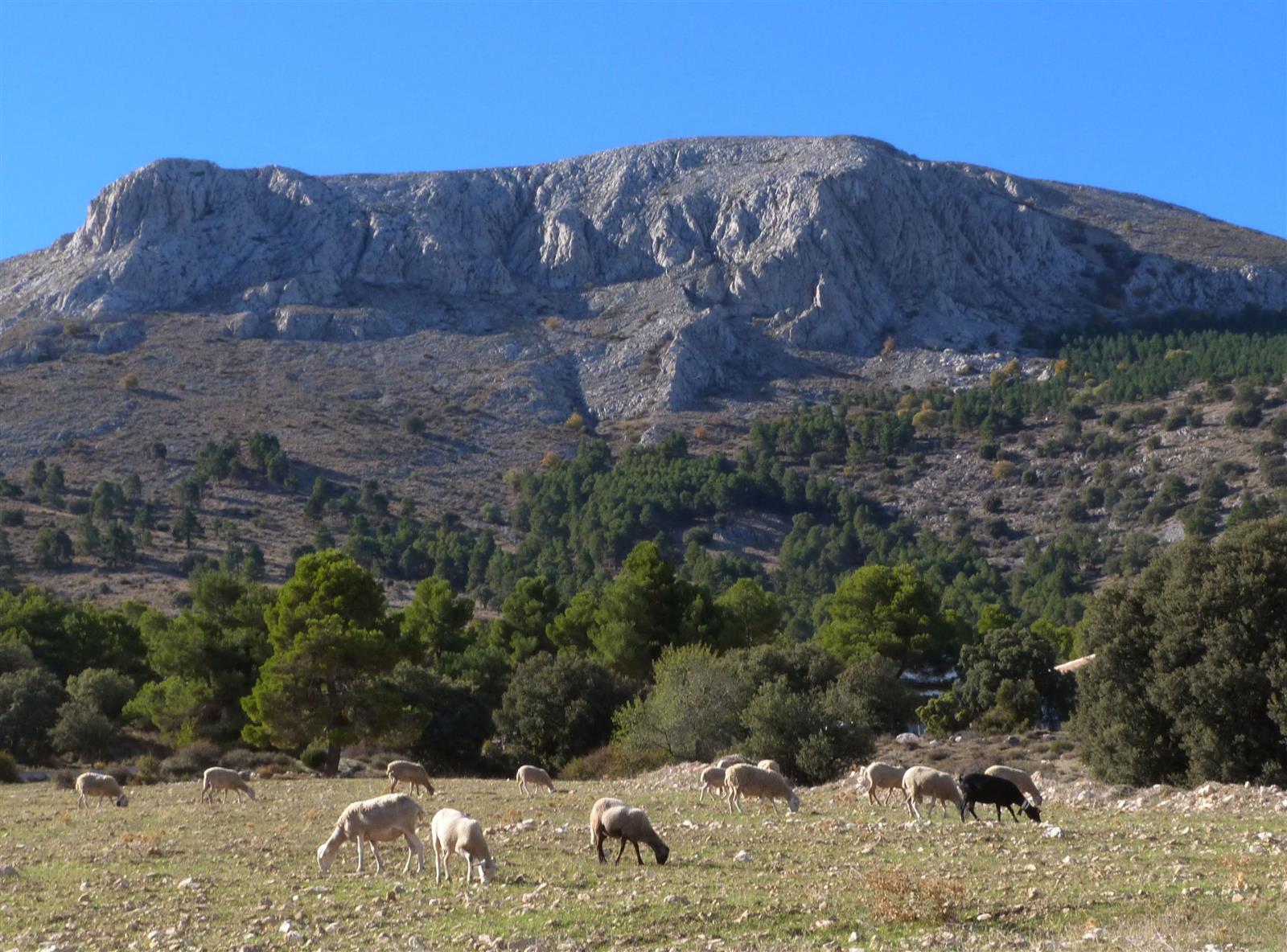 Paisaje otoñal de la Sierra de María con bosque mediterráneo y rebaño de ovejas en la comarca de Los Vélez, Almería