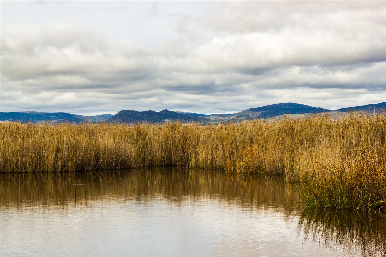 Vista del humedal de las Tablas de Daimiel con pasarelas de madera y vegetación acuática, Castilla-La Mancha