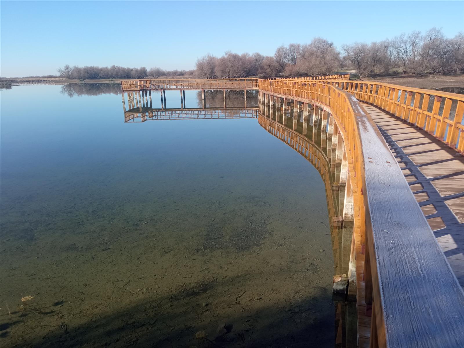 Lámina de agua y carrizales en las Tablas de Daimiel, humedal manchego, Castilla-La Mancha
