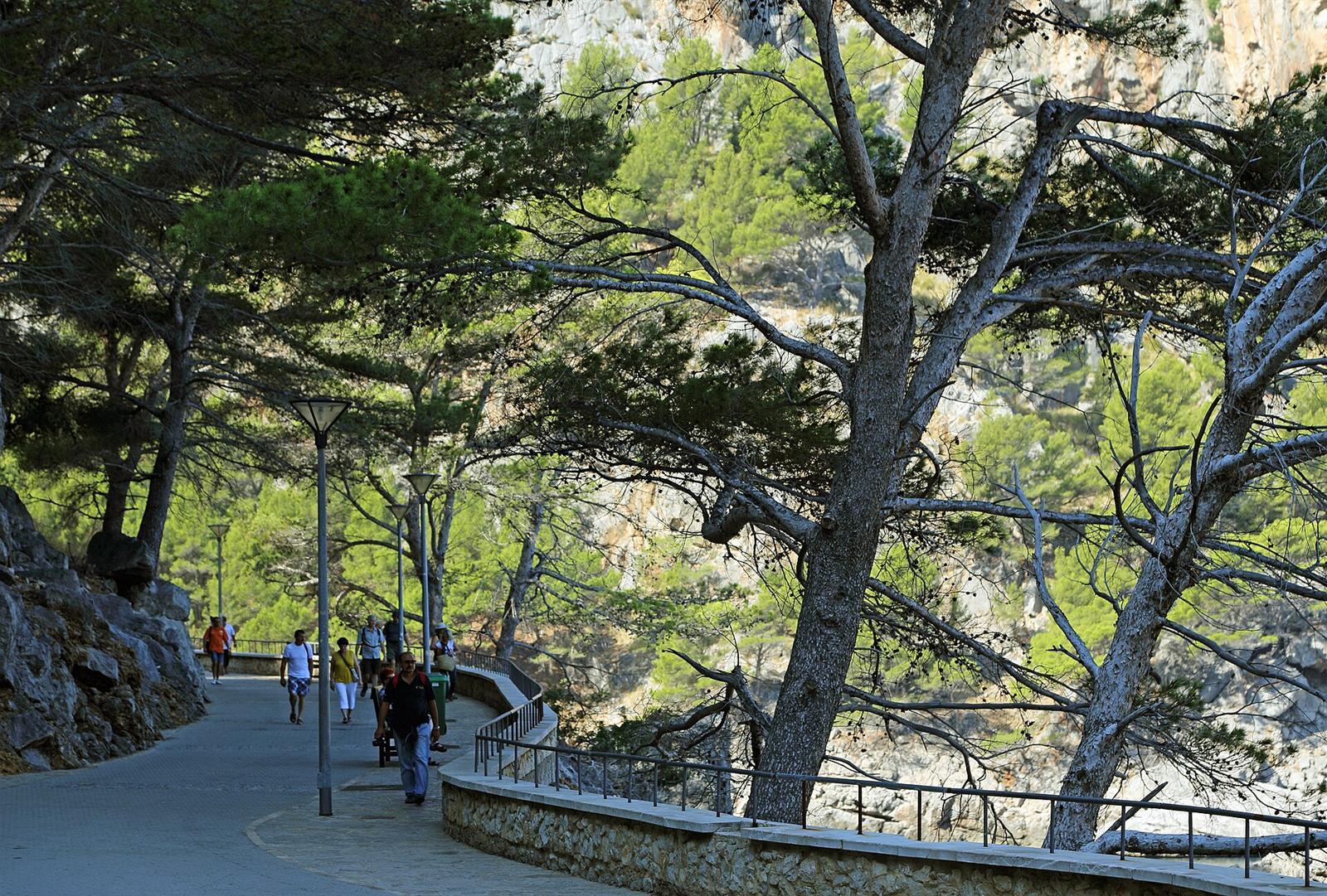 El paseo entre pinos desde el aparcamiento de Sa Calobra hasta el túnel