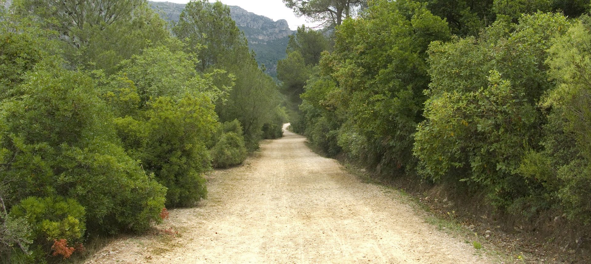 Camino de tierra sombreado hacia la Vall de la Murta, Alzira