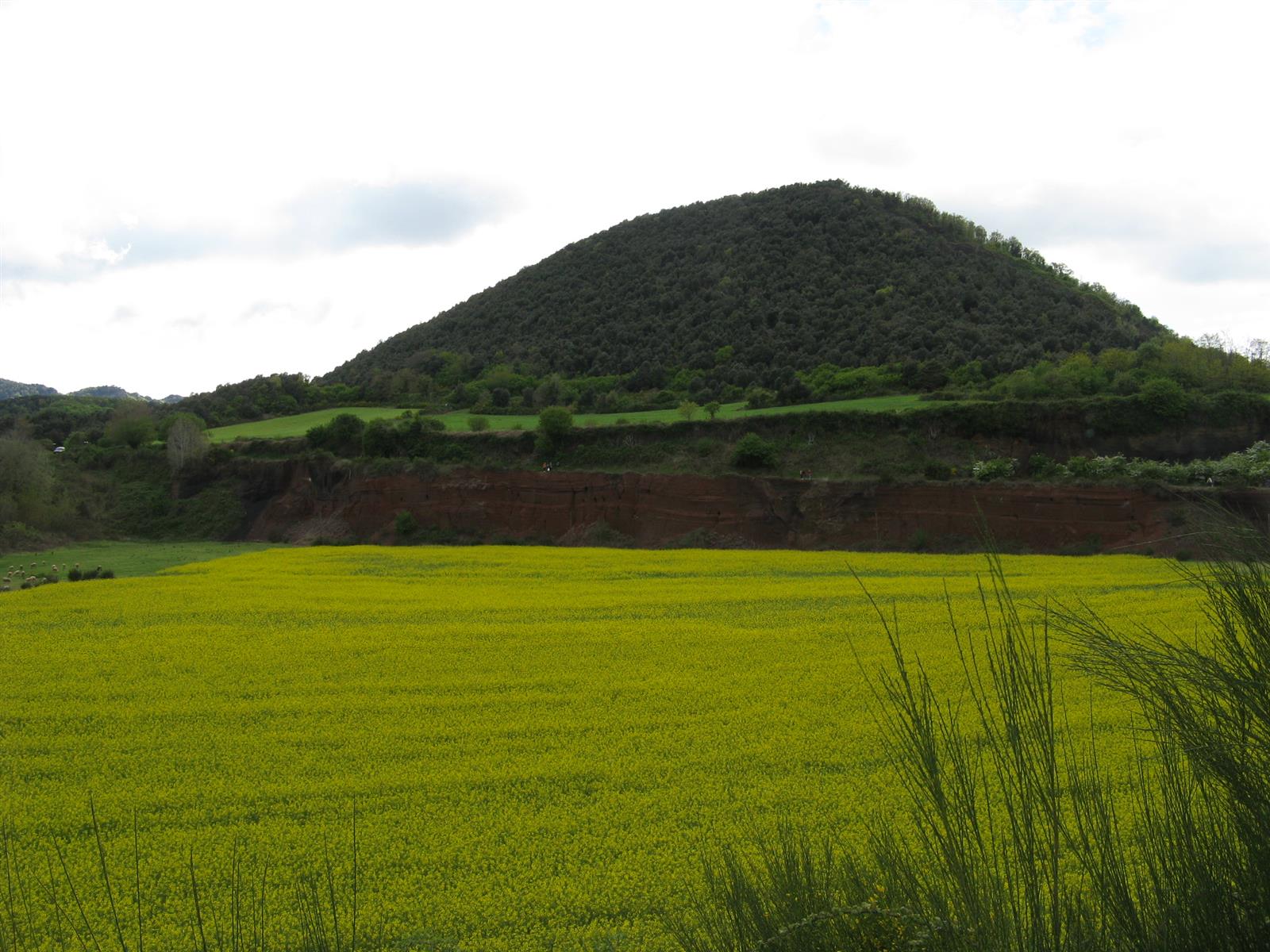 Volcán Croscat en primavera: silueta del volcán con campo de colza amarilla en primer plano y el corte de la gredera al fondo, Girona